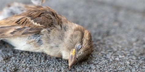 鳥死|野鳥が死んでいるのを見つけたら・野鳥との接し方について